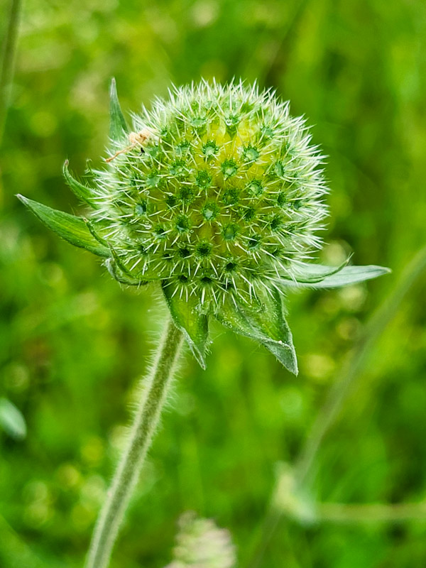 flora & fauna in Silz, Tirol